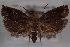  ( - 09-JBTOR-0489)  @12 [ ] CreativeCommons - Attribution (2010) Unspecified Centre for Biodiversity Genomics