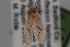  ( - 09-JBTOR-0782)  @12 [ ] CreativeCommons - Attribution (2010) Unspecified Centre for Biodiversity Genomics