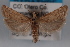  (Pelochrista ainsliei - 09-JBTOR-0605)  @14 [ ] CreativeCommons - Attribution (2010) Unspecified Centre for Biodiversity Genomics