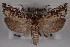  ( - 09-JBTOR-0514)  @14 [ ] CreativeCommons - Attribution (2010) Unspecified Centre for Biodiversity Genomics