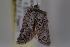  (Acleris senescens - 09-JBTOR-0715)  @13 [ ] CreativeCommons - Attribution (2010) Unspecified Centre for Biodiversity Genomics
