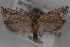  (Eucosma delphinoides - 09-JBTOR-0628)  @14 [ ] CreativeCommons - Attribution (2010) Unspecified Centre for Biodiversity Genomics