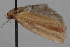  (Choristoneura retiniana - 09-JBTOR-0726)  @11 [ ] CreativeCommons - Attribution (2010) Unspecified Centre for Biodiversity Genomics