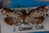  ( - 09-JBTOR-0822)  @11 [ ] CreativeCommons - Attribution (2010) Unspecified Centre for Biodiversity Genomics