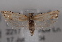  (Eucosma stramineana - 09-JBTOR-0643)  @14 [ ] CreativeCommons - Attribution (2010) Unspecified Centre for Biodiversity Genomics