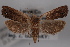  ( - 09-JBTOR-0555)  @14 [ ] CreativeCommons - Attribution (2010) Unspecified Centre for Biodiversity Genomics