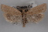  (Pelochrista luridana - 09-JBTOR-0559)  @14 [ ] CreativeCommons - Attribution (2010) Unspecified Centre for Biodiversity Genomics