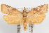  (Platynota labiosana - 09-JBTOR-1071)  @14 [ ] CreativeCommons - Attribution (2010) Unspecified Centre for Biodiversity Genomics