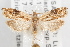  (Ancylis brauni - 09-JBTOR-1094)  @13 [ ] CreativeCommons - Attribution (2010) Unspecified Centre for Biodiversity Genomics