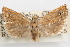 (Hystrichophora taleana - 09-JBTOR-1103)  @11 [ ] CreativeCommons - Attribution (2010) Unspecified Centre for Biodiversity Genomics