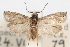  (Epiblema deflexana - 09-JBTOR-1122)  @11 [ ] CreativeCommons - Attribution (2010) Unspecified Centre for Biodiversity Genomics