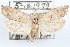  (Epiblema grossbecki - 09-JBTOR-1131)  @14 [ ] CreativeCommons - Attribution (2010) Unspecified Centre for Biodiversity Genomics