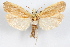  (Eucosma bipunctella - 09-JBTOR-1169)  @15 [ ] CreativeCommons - Attribution (2010) Unspecified Centre for Biodiversity Genomics