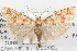  (Eucopina bobana - 09-JBTOR-1172)  @13 [ ] CreativeCommons - Attribution (2010) Unspecified Centre for Biodiversity Genomics
