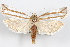  (Pelochrista crambitana - 09-JBTOR-1176)  @15 [ ] CreativeCommons - Attribution (2010) Unspecified Centre for Biodiversity Genomics