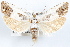  (Eucosma giganteana - 09-JBTOR-1185)  @14 [ ] CreativeCommons - Attribution (2010) Unspecified Centre for Biodiversity Genomics