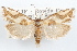  (Pelochrista laticurva - 09-JBTOR-1208)  @14 [ ] CreativeCommons - Attribution (2010) Unspecified Centre for Biodiversity Genomics