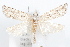  (Pelochrista totana - 09-JBTOR-1239)  @14 [ ] CreativeCommons - Attribution (2010) Unspecified Centre for Biodiversity Genomics
