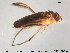  (Cymatiainae - TRD-HET40)  @15 [ ] CreativeCommons - Attribution Non-Commercial Share-Alike (2015) NTNU University Museum, Department of Natural History NTNU University Museum, Department of Natural History