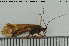  (Limnephilus binotatus - TRD-TRI248)  @14 [ ] CreativeCommons - Attribution Non-Commercial Share-Alike (2015) NTNU University Museum, Department of Natural History NTNU University Museum, Department of Natural History