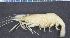  (Palaemon macrodactylus - CCDB-06264-C04)  @15 [ ] Unspecified (default): All Rights Reserved  Unspecified Unspecified