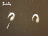  (Mesoophorodiplostomum pricei - P.RM.B.Ma.1.1)  @13 [ ] Copyright (2010) Unspecified Environment Canada