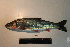  (Tribolodon brandtii - AOZ_TBV014)  @11 [ ] CreativeCommons  Attribution Non-Commercial Share-Alike  Turanov S.V. A.V. Zhirmunsky Institute of Marine Biology