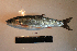  (Tribolodon sp - AOZ_THV003)  @11 [ ] CreativeCommons  Attribution Non-Commercial Share-Alike  Turanov S.V. A.V. Zhirmunsky Institute of Marine Biology