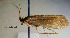 (Limnephilus luridus - ARin-2013F026)  @13 [ ] CreativeCommons - Attribution Non-Commercial (2013) Aki Rinne University of Oulu