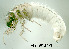  (Micropterna lateralis - ARin-2015F173)  @12 [ ] CreativeCommons - Attribution Non-Commercial (2015) Aki Rinne University of Oulu