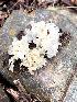  (Tremella fuciformis - IAvH-TRI-MR014)  @11 [ ] Copyright (2021) Instituto Alexander von Humboldt (IAvH) Instituto de Investigacion de Recursos Biologicos Alexander von Humboldt (IAvH)