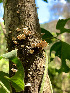  (Schizophyllum - IAvH-TRI-MR023)  @11 [ ] Copyright (2021) Instituto Alexander von Humboldt (IAvH) Instituto de Investigacion de Recursos Biologicos Alexander von Humboldt (IAvH)