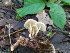  (Marasmius congregatus - IAvH-TRI-MR148)  @11 [ ] Copyright (2021) Instituto Alexander von Humboldt (IAvH) Instituto de Investigacion de Recursos Biologicos Alexander von Humboldt (IAvH)