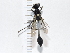 (Eremnophila binodis - IAvH-TRI-FCZ0733)  @11 [ ] Copyright (2022) Instituto de Investigaciones Alexander von Humboldt (IAvH) Instituto de Investigaciones Alexander von Humboldt (IAvH)