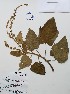  (Croton hibiscus - IAvH-TRI-LDPH068)  @11 [ ] Copyrigth (2021) Instituto de Investigaciones Alexander von Humboldt (IAvH) Instituto de Investigaciones Alexander von Humboldt (IAvH)