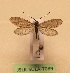  (Rhyacophila dumogana - JSLK-SULA-T089)  @11 [ ] by-nc (2020) Juha Salokannel University of Oulu
