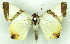  (Eulepidotis santarema - MJC_731)  @11 [ ] CC-BY-NC (2024) Matthew J.W. Cock Unspecified