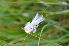  (Eriophorum gracile - 73 1)  @11 [ ] Unspecified (default): All Rights Reserved  Unspecified Unspecified