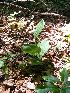  (Cypripedium calceolus - 43_1)  @11 [ ] Copyright (2013) M. Kolanowska UG