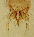  (Polypedilum sp. 2SC - CHAO54)  @11 [ ] Copyright (2018) Chao Song Nankai University