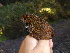  (Pnoepygidae - A36691)  @11 [ ] CreativeCommons - Attribution Non-Commercial Share-Alike (2019) Unspecified College of Environmental Studies, National Dong Hwa University