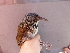  (Pomatorhinus erythrocnemis - D12187)  @11 [ ] CreativeCommons - Attribution Non-Commercial Share-Alike (2019) Unspecified College of Environmental Studies, National Dong Hwa University