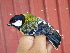  (Parus monticolus - A39131)  @11 [ ] CreativeCommons - Attribution Non-Commercial Share-Alike (2019) Unspecified College of Environmental Studies, National Dong Hwa University