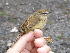  (Horornis acanthizoides - K41686)  @11 [ ] CreativeCommons - Attribution Non-Commercial Share-Alike (2019) Unspecified College of Environmental Studies, National Dong Hwa University