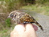  (Fulvetta formosana - K41560)  @11 [ ] CreativeCommons - Attribution Non-Commercial Share-Alike (2019) Unspecified College of Environmental Studies, National Dong Hwa University