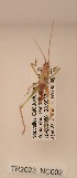  (Coptaspis crassinervosa - TR2023_NC002)  @11 [ ] cc-by (2023) Tony Robillard Museum national d'Histoire naturelle, Paris