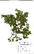 (Englerodaphne ovalifolia - Abbott9108)  @11 [ ] Unspecified (default): All Rights Reserved  Unspecified Unspecified