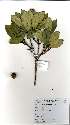  (Eugenia erythrophylla - Abbott9121)  @11 [ ] Unspecified (default): All Rights Reserved  Unspecified Unspecified