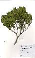  (Robsonodendron eucleiforme - Abbott9132)  @11 [ ] Unspecified (default): All Rights Reserved  Unspecified Unspecified