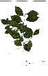  (Cryptocarya myrtifolia - Abbott9137)  @11 [ ] Unspecified (default): All Rights Reserved  Unspecified Unspecified